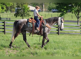 Tennessee walking horse, Mare, 7 years, 15 hh, Grey
