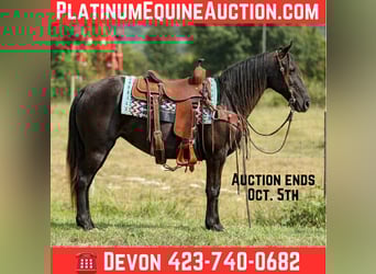 Tennessee walking horse, Mare, 9 years, 14.2 hh, Black