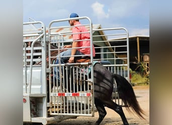Tennessee walking horse, Mare, 9 years, 14.2 hh, Black