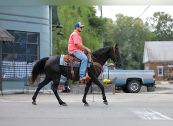 Tennessee walking horse, Mare, 9 years, 14.2 hh, Black