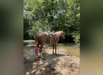 Tennessee walking horse, Mare, 9 years, 14 hh, Roan-Red