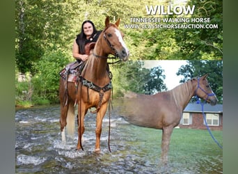 Tennessee walking horse, Mare, 9 years, 14 hh, Roan-Red