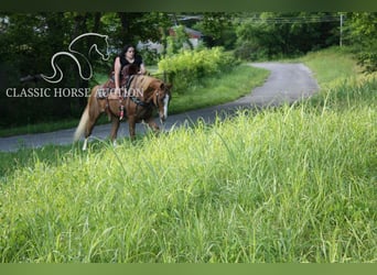 Tennessee walking horse, Mare, 9 years, 14 hh, Roan-Red