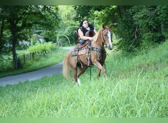 Tennessee walking horse, Mare, 9 years, 14 hh, Roan-Red