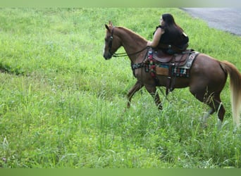 Tennessee walking horse, Mare, 9 years, 14 hh, Roan-Red