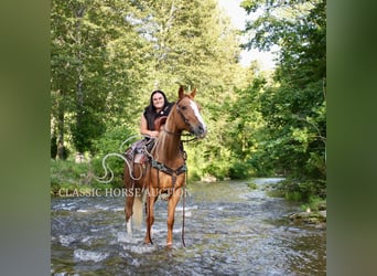 Tennessee walking horse, Mare, 9 years, 14 hh, Roan-Red