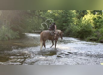 Tennessee walking horse, Mare, 9 years, 14 hh, Roan-Red