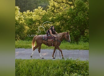 Tennessee walking horse, Mare, 9 years, 14 hh, Roan-Red