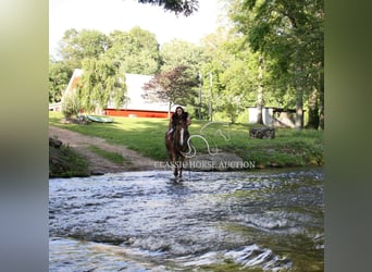 Tennessee walking horse, Mare, 9 years, 14 hh, Roan-Red