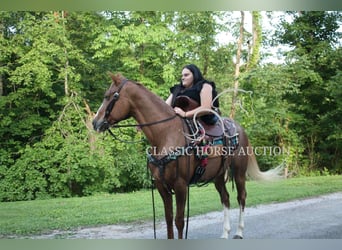 Tennessee walking horse, Mare, 9 years, 14 hh, Roan-Red