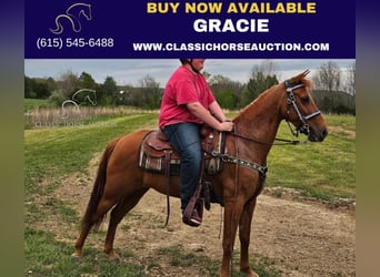 Tennessee walking horse, Mare, 9 years, 14 hh, Sorrel