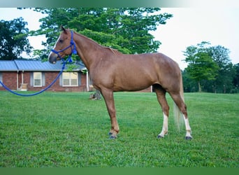 Tennessee walking horse, Mare, 9 years, 14,3 hh, Roan-Red