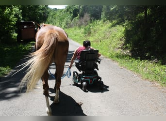 Tennessee walking horse, Mare, 9 years, 14,3 hh, Roan-Red
