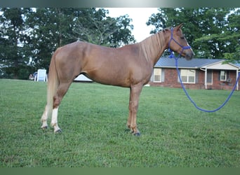 Tennessee walking horse, Mare, 9 years, 14,3 hh, Roan-Red