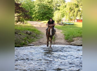 Tennessee walking horse, Mare, 9 years, 14,3 hh, Roan-Red