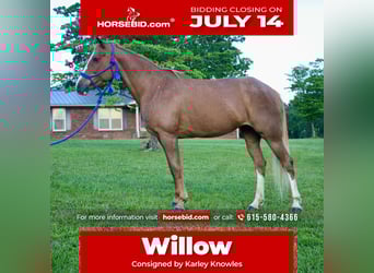 Tennessee walking horse, Mare, 9 years, 14,3 hh, Roan-Red