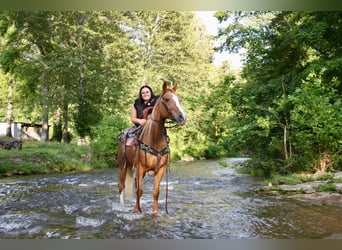 Tennessee walking horse, Mare, 9 years, 14,3 hh, Roan-Red