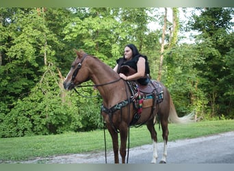 Tennessee walking horse, Mare, 9 years, 14,3 hh, Roan-Red