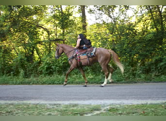 Tennessee walking horse, Mare, 9 years, 14,3 hh, Roan-Red