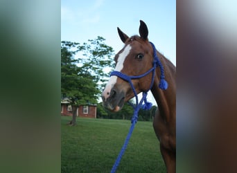Tennessee walking horse, Mare, 9 years, 14,3 hh, Roan-Red