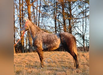 Tennessee walking horse, Mare, 9 years, 15 hh, Bay