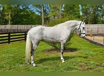 Tennessee walking horse, Mare, 9 years, 15 hh, Gray
