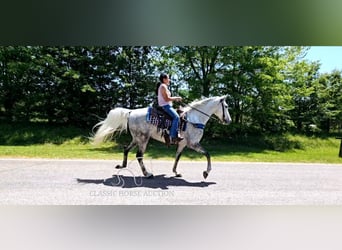 Tennessee walking horse, Mare, 9 years, 15 hh, Gray