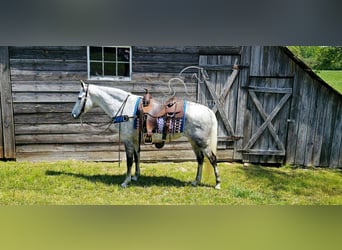 Tennessee walking horse, Mare, 9 years, 15 hh, Gray