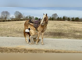 Tennessee walking horse, Mare, 9 years, 15 hh, Grey-Dapple