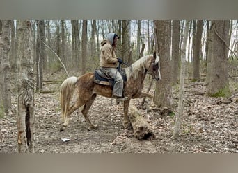 Tennessee walking horse, Mare, 9 years, 15 hh, Grey-Dapple