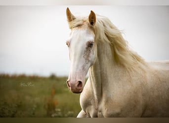 Tennessee walking horse, Mare, 9 years, 15,1 hh, Sabino