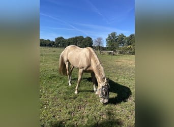 Tennessee walking horse, Mare, 9 years, 15,2 hh, Champagne
