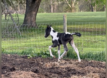 Tennessee walking horse, Mare, , 15 hh, Roan-Blue
