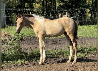 Tennessee walking horse, Mare, Foal (04/2025), 15 hh, Tobiano-all-colors