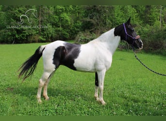 Tennessee walking horse, Merrie, 10 Jaar, 142 cm, Tobiano-alle-kleuren