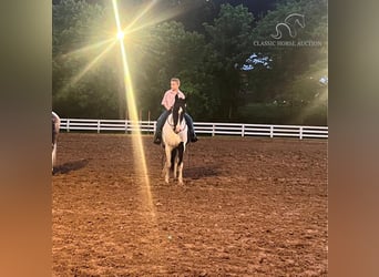 Tennessee walking horse, Merrie, 10 Jaar, 142 cm, Tobiano-alle-kleuren