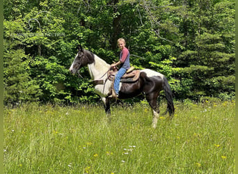 Tennessee walking horse, Merrie, 10 Jaar, 142 cm, Tobiano-alle-kleuren