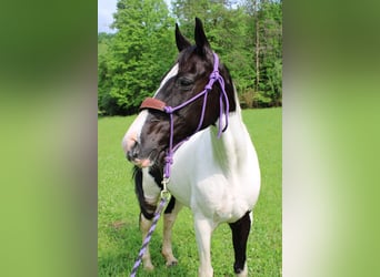 Tennessee walking horse, Merrie, 10 Jaar, 142 cm, Tobiano-alle-kleuren