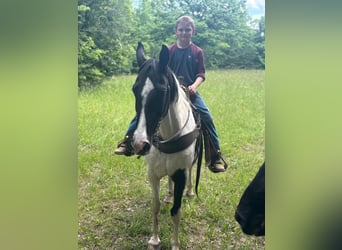 Tennessee walking horse, Merrie, 10 Jaar, 142 cm, Tobiano-alle-kleuren