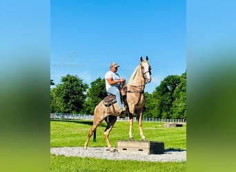 Tennessee walking horse, Merrie, 10 Jaar, 152 cm, Donkere-vos