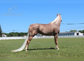 Tennessee walking horse, Merrie, 10 Jaar, 152 cm, Donkere-vos