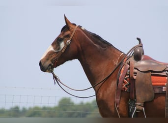 Tennessee walking horse, Merrie, 10 Jaar, 155 cm, Roodbruin