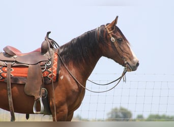Tennessee walking horse, Merrie, 10 Jaar, 155 cm, Roodbruin