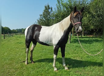 Tennessee walking horse, Merrie, 10 Jaar, 156 cm, Gevlekt-paard