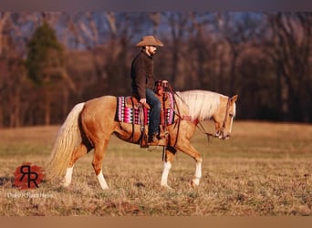 Tennessee walking horse, Merrie, 12 Jaar, 152 cm, Palomino