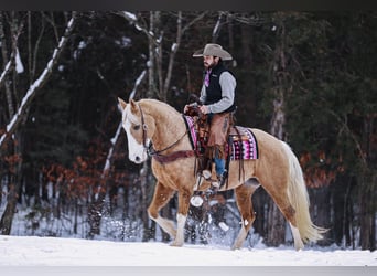 Tennessee walking horse, Merrie, 12 Jaar, 152 cm, Palomino
