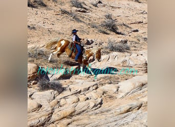 Tennessee walking horse, Merrie, 12 Jaar, 155 cm, Palomino