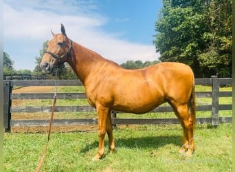 Tennessee walking horse, Merrie, 13 Jaar, 152 cm, Roodvos