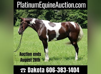Tennessee walking horse, Merrie, 13 Jaar, 152 cm, Tobiano-alle-kleuren