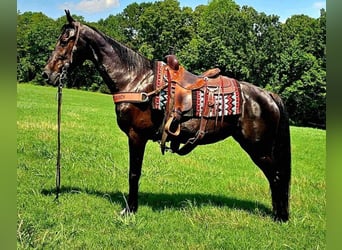 Tennessee walking horse, Merrie, 14 Jaar, 152 cm, Zwart